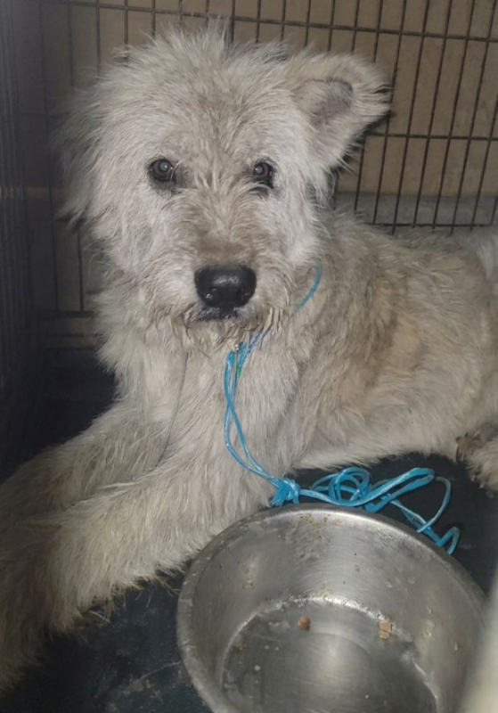 Vadim - Chien à adopter