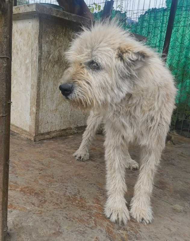 Vadim - Chien à adopter - photo 2