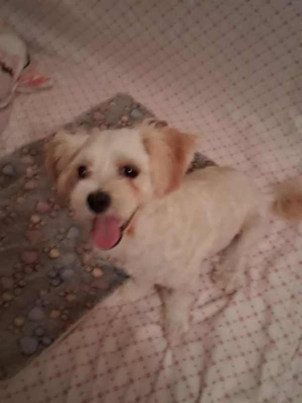 Pilou - Chien à adopter