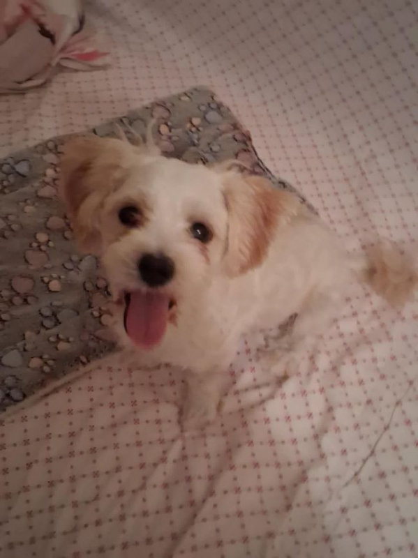 Pilou - Chien à adopter - photo 4