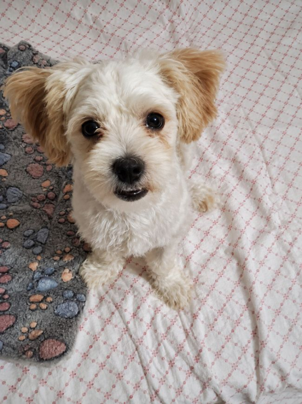 Pilou - Chien à adopter - photo 3