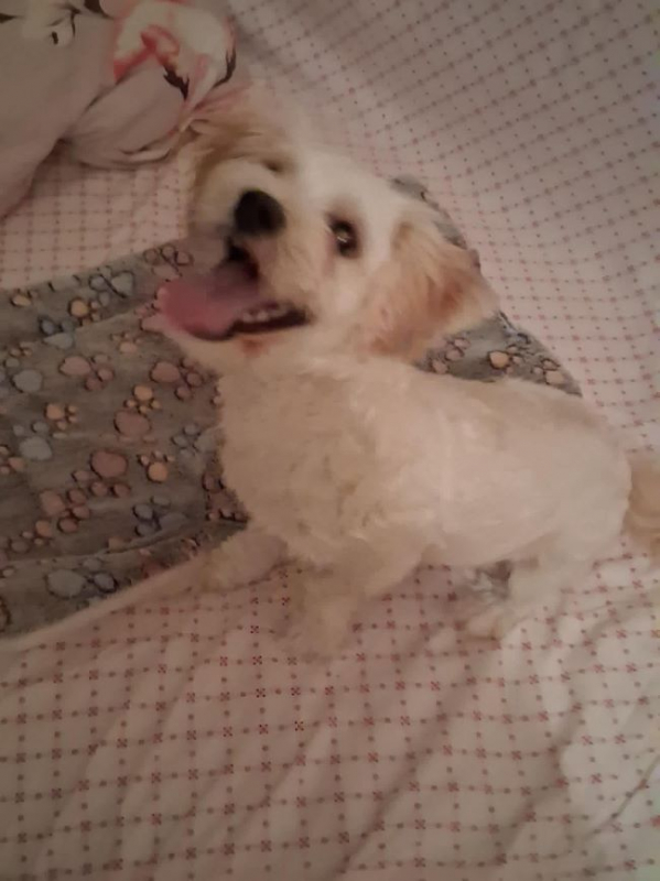 Pilou - Chien à adopter - photo 2