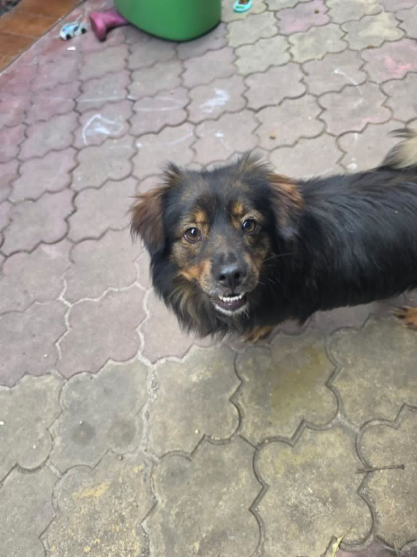 Mako - Chien à adopter
