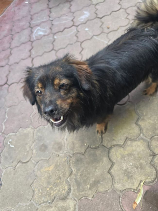 Mako - Chien à adopter - photo 3