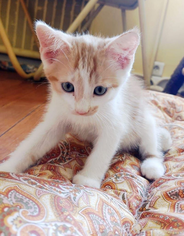 MILK - Chat à adopter