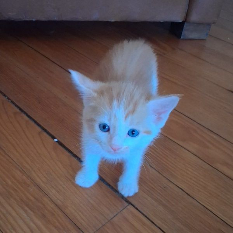 MILK - Chat à adopter - photo 3