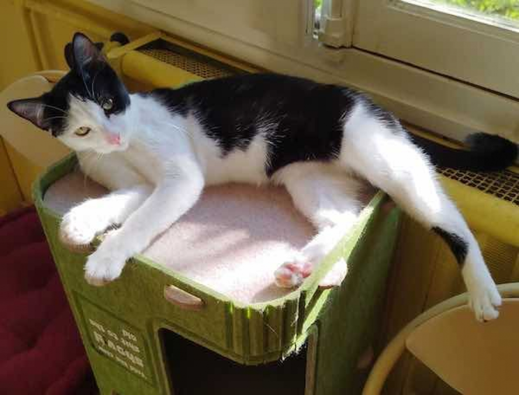 JOHANA - Chat à adopter - photo 2