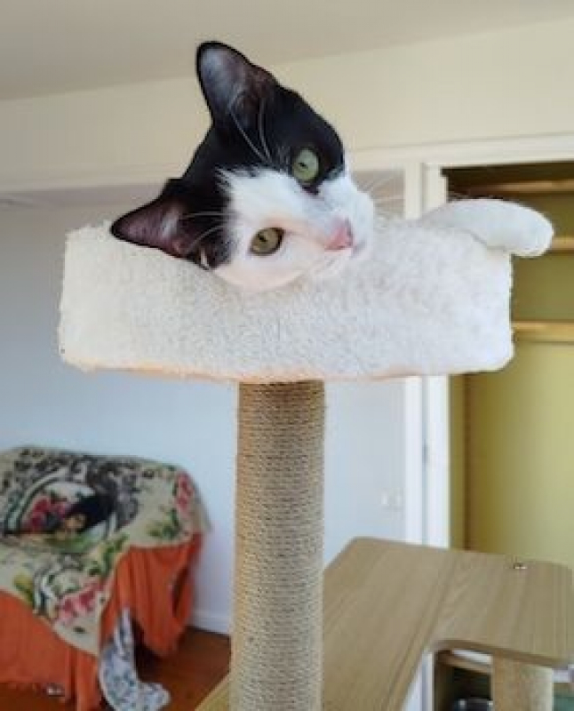 JOHANA - Chat à adopter - photo 3