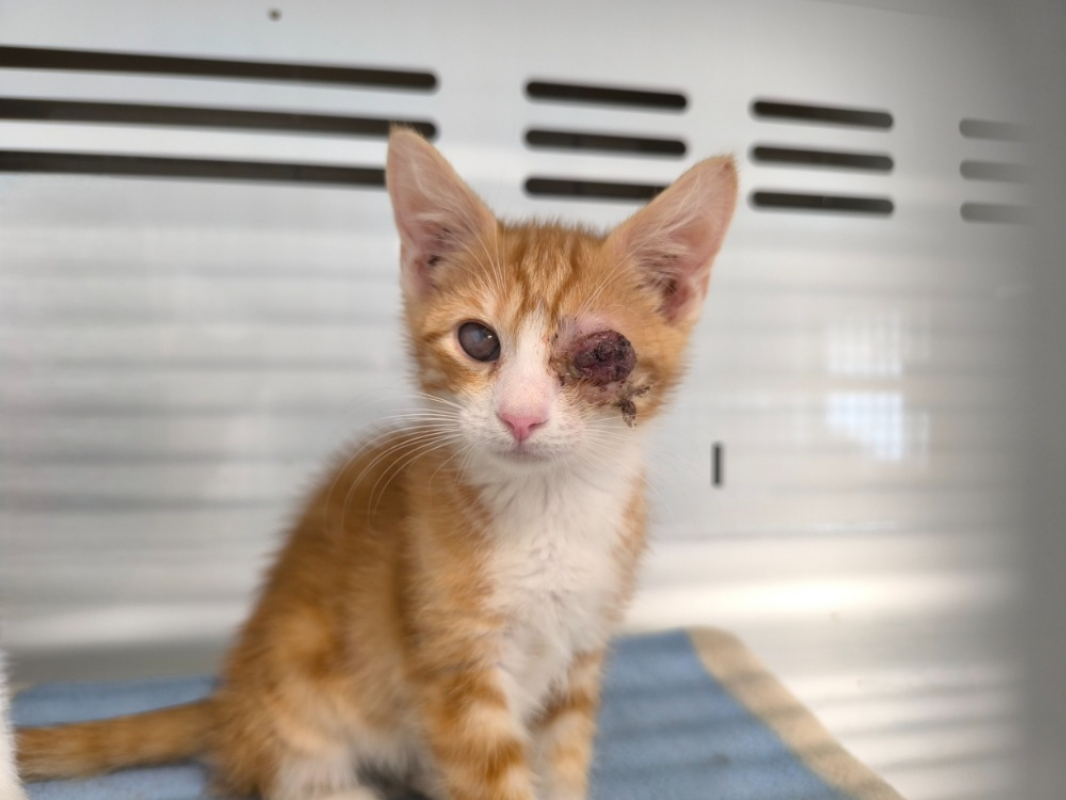 Billy - Chat Européen à adopter