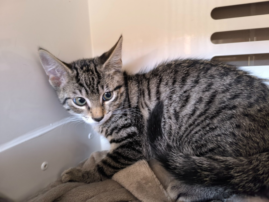 Bijou - Chat Européen à adopter