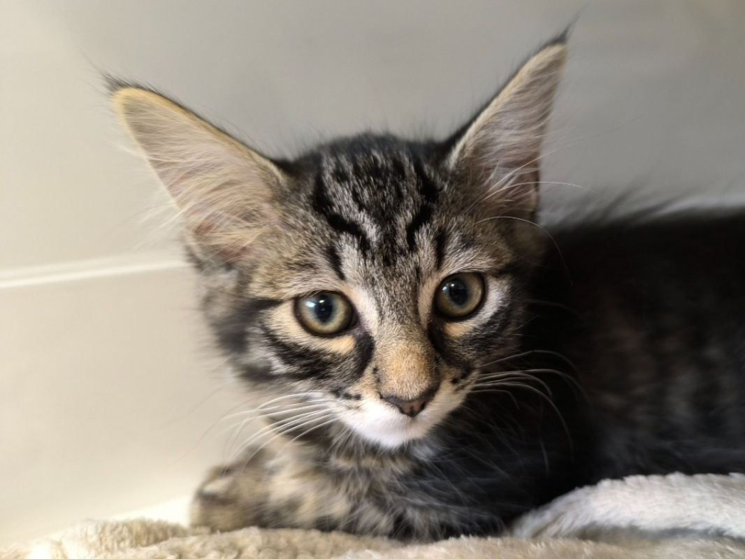 Beaute - Chat Européen à adopter