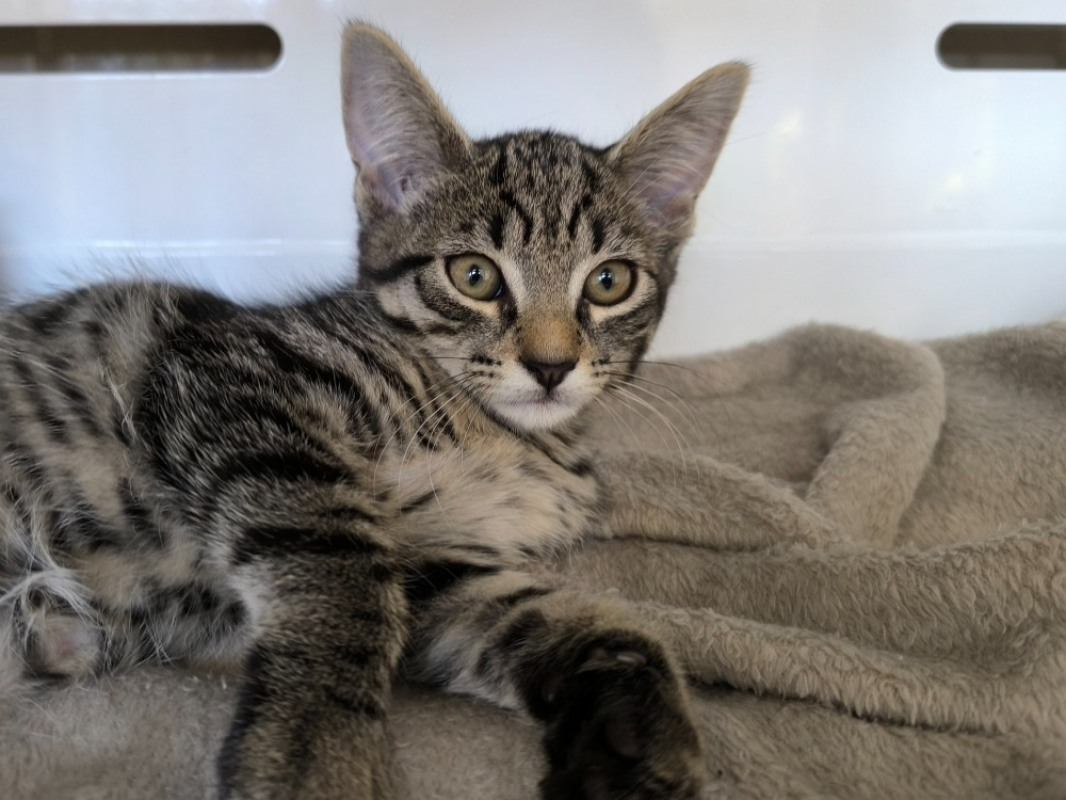 Bella - Chat Européen à adopter