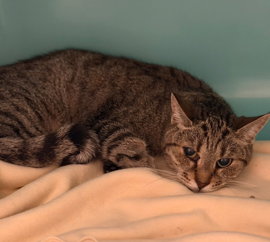 Cayette - Chat Européen à adopter