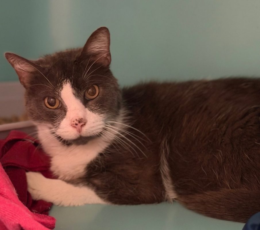 Phoënix - Chat Européen à adopter