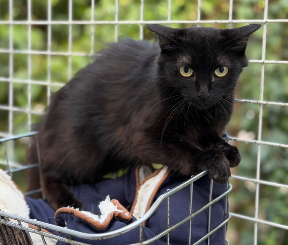 Linoa - Chat Européen à adopter