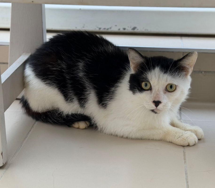 Panda - Chat Européen à adopter