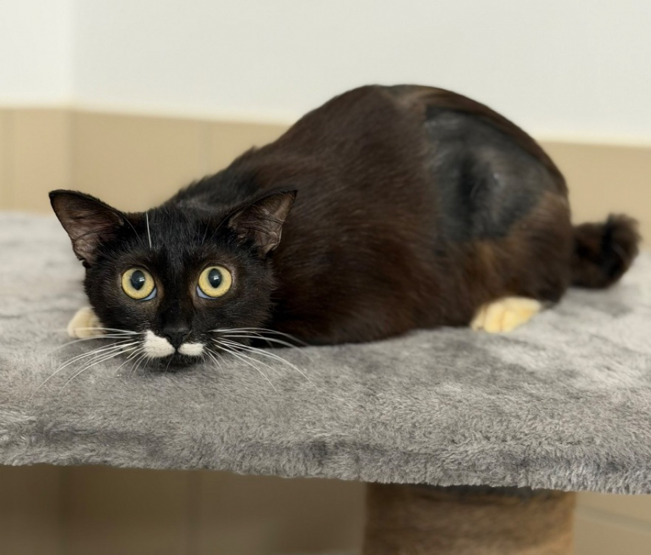 Lulu - Chat Européen à adopter