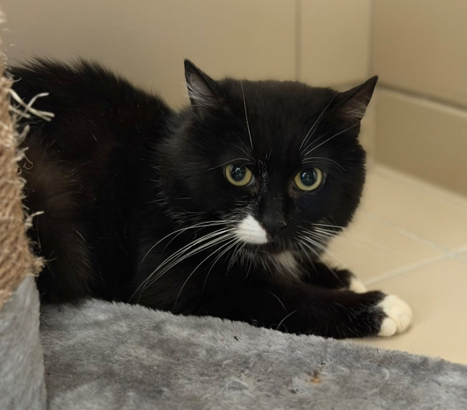 Pupuc - Chat Européen à adopter