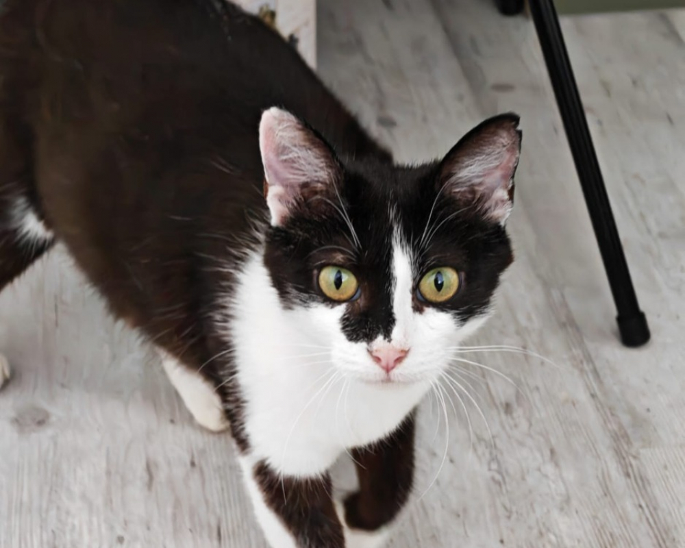 Mistake - Chat Européen à adopter