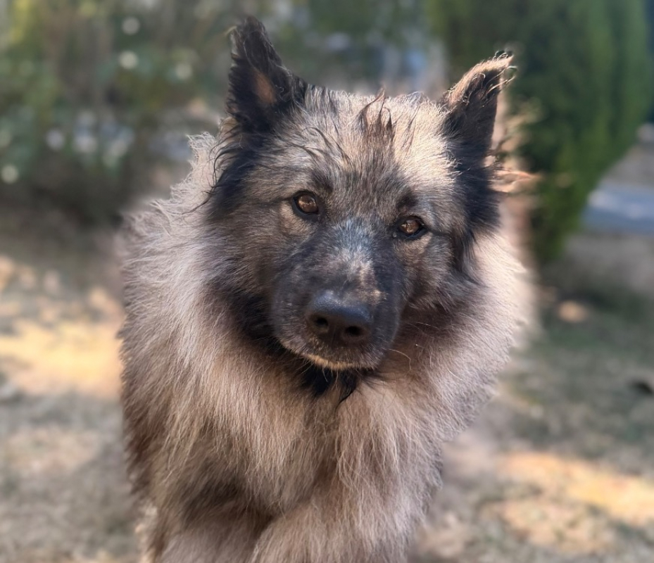 Souky - Chien Spitz Allemand à adopter