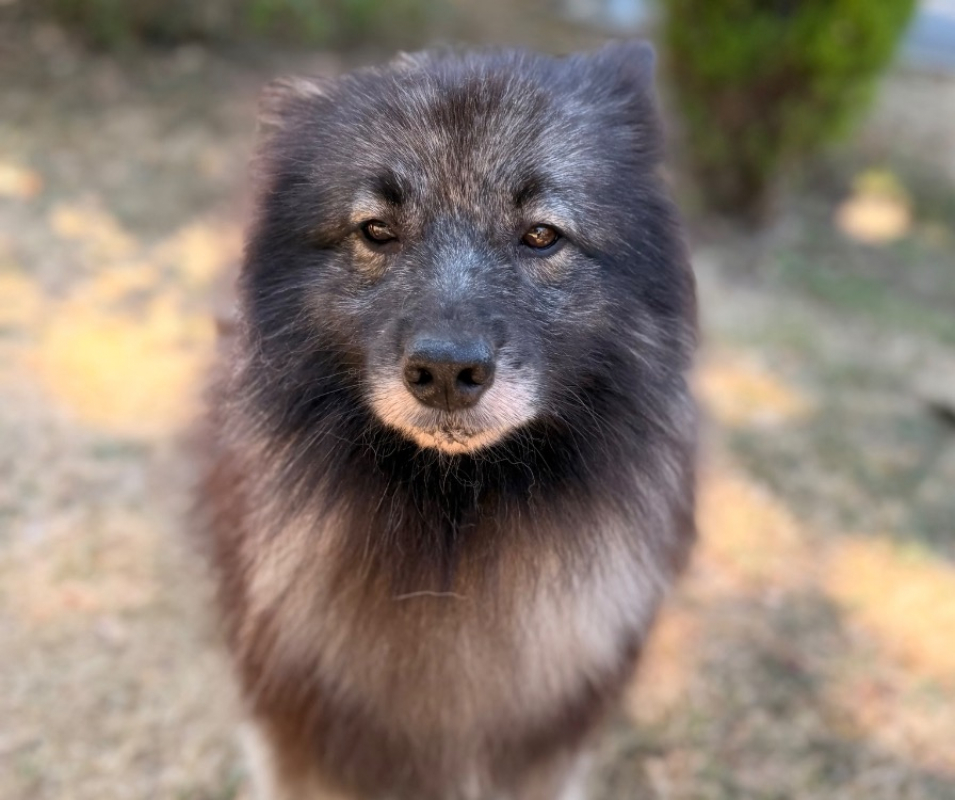 Sanka - Chien Spitz Allemand à adopter
