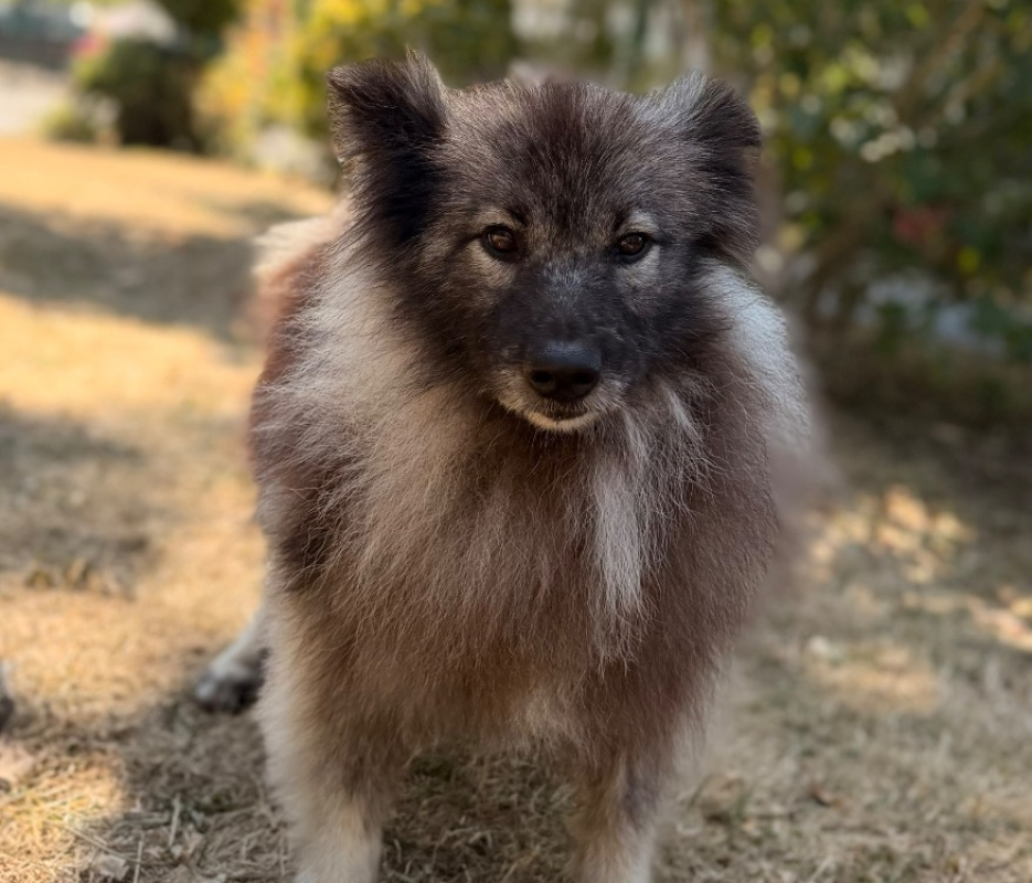 Shazam - Chien Spitz Allemand à adopter