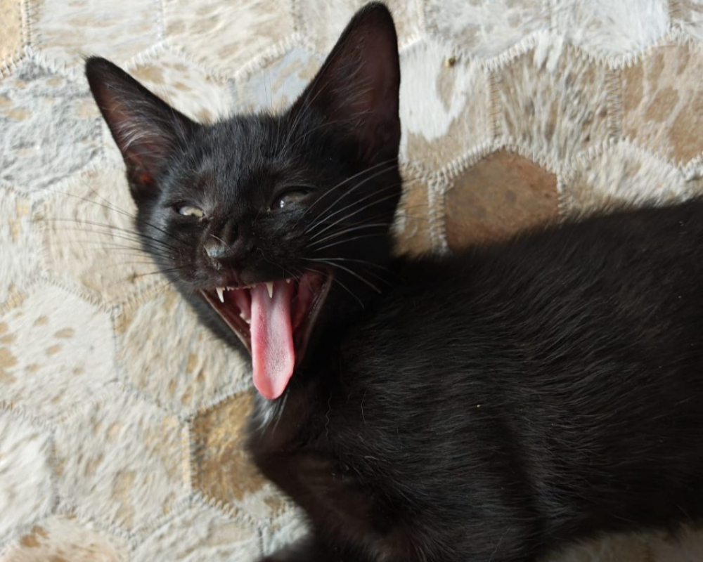Fout - Chat Européen à adopter