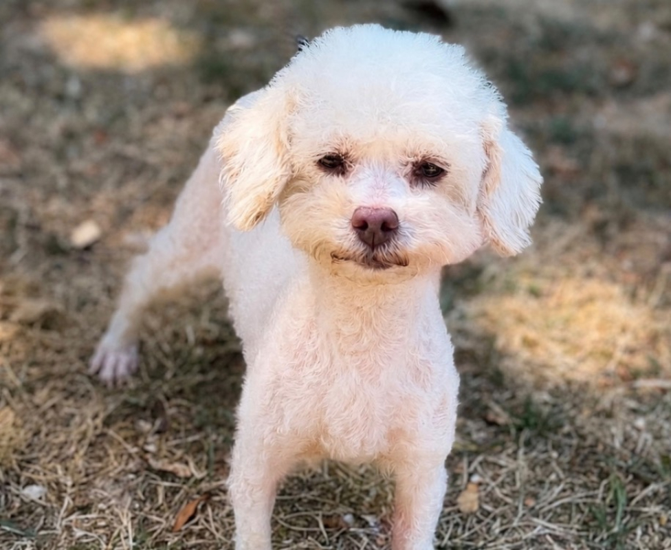 Sima - Chien à adopter