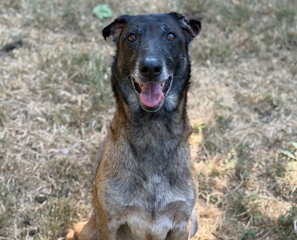 Laika - Chien Berger Belge Malinois à adopter