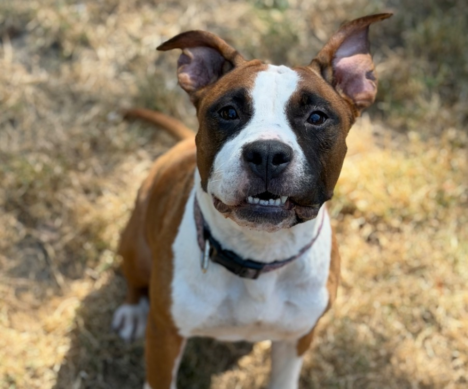 Ruby - Chien Bouledogue Américain à adopter