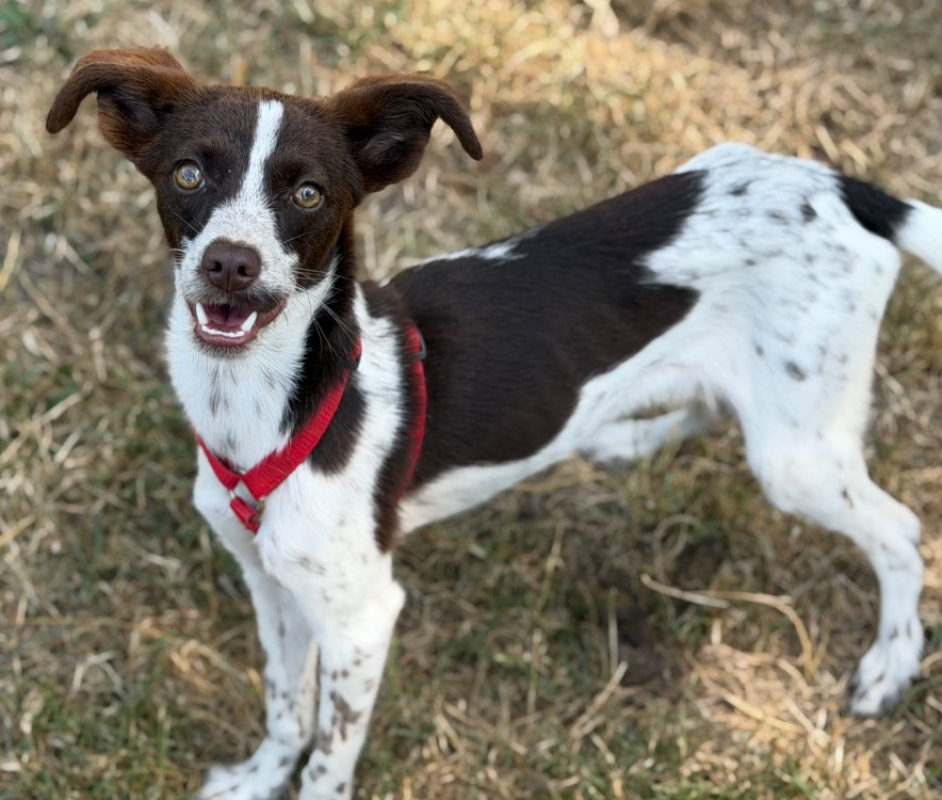 Calina - Chien Ratier pragois à adopter