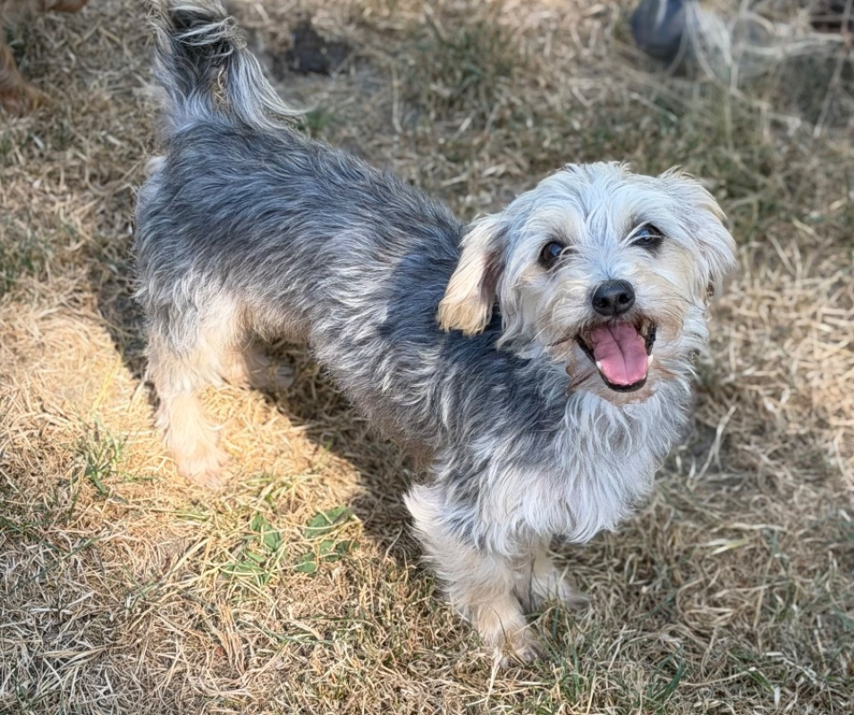 Lina - Chien à adopter