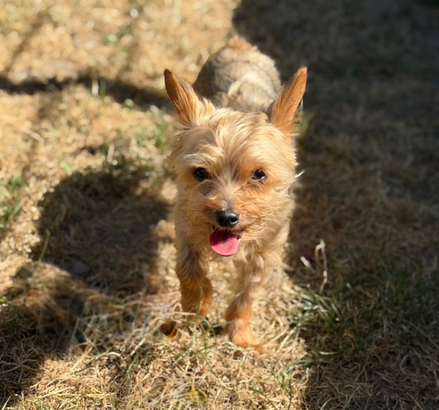 Aby - Chien Yorkshire Terrier à adopter