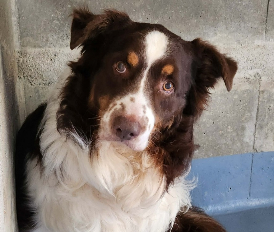 Oscar - Chien à adopter