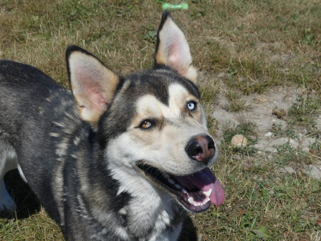Kendji - Chien à adopter