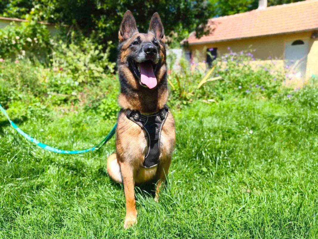 Kara - Chien Berger Belge Malinois à adopter