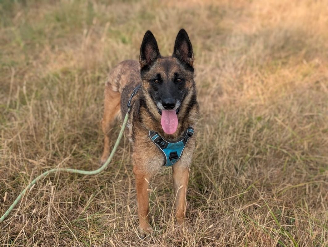 Kara - Chien Berger Belge Malinois à adopter - photo 2