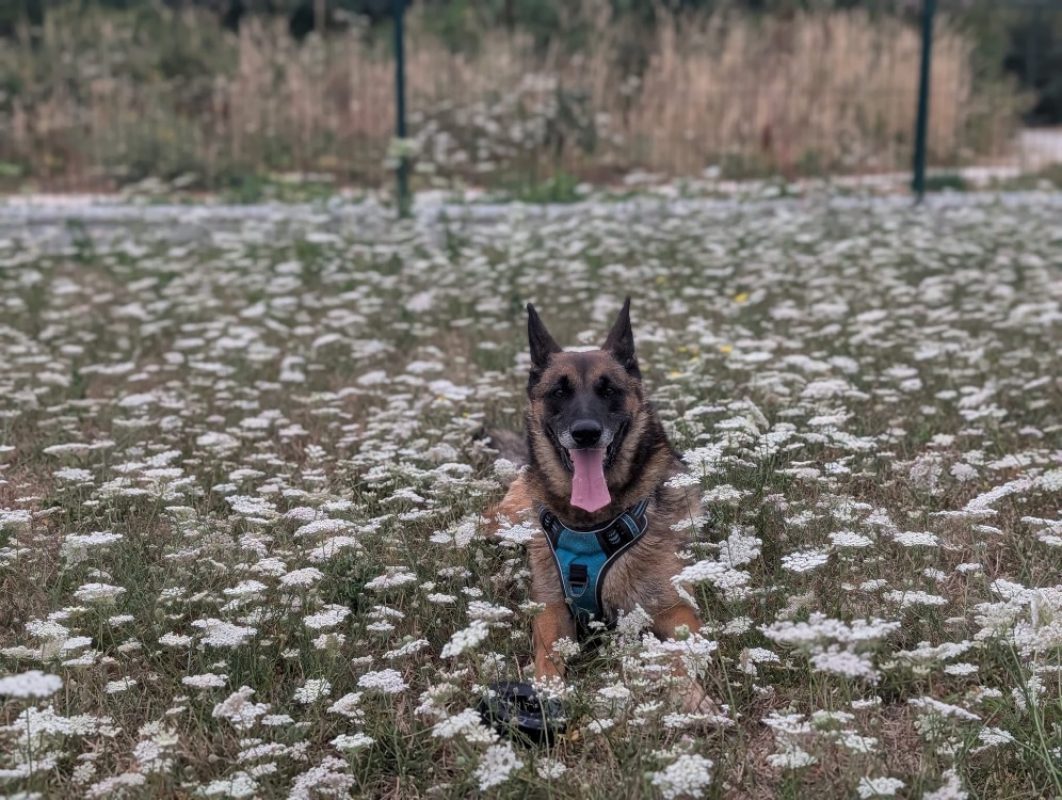 Kara - Chien Berger Belge Malinois à adopter - photo 3