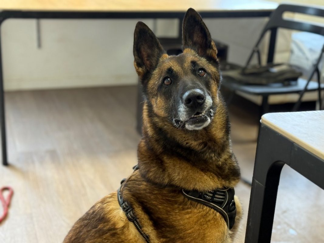 Kara - Chien Berger Belge Malinois à adopter - photo 4