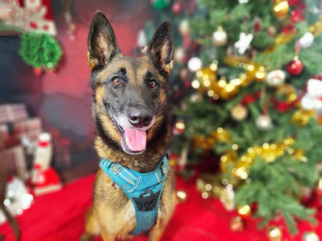Kara - Chien Berger Belge Malinois à adopter - photo 5