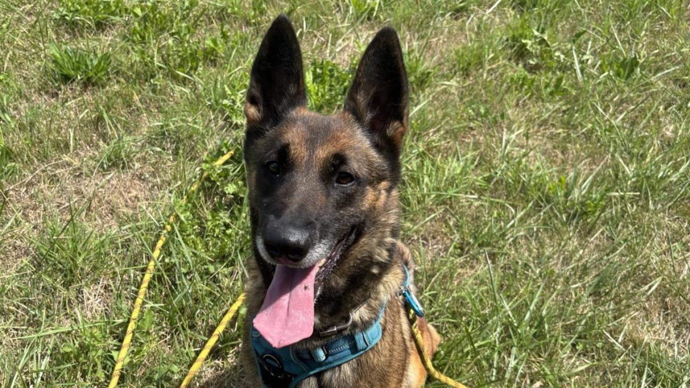 Kara - Chien Berger Belge Malinois à adopter - photo 6