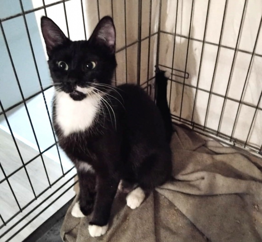 Fleur - Chat Européen à adopter