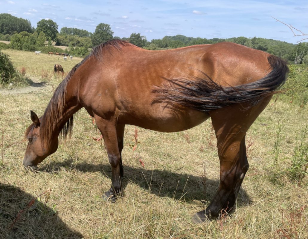 Oceane - Equidé Cheval à adopter
