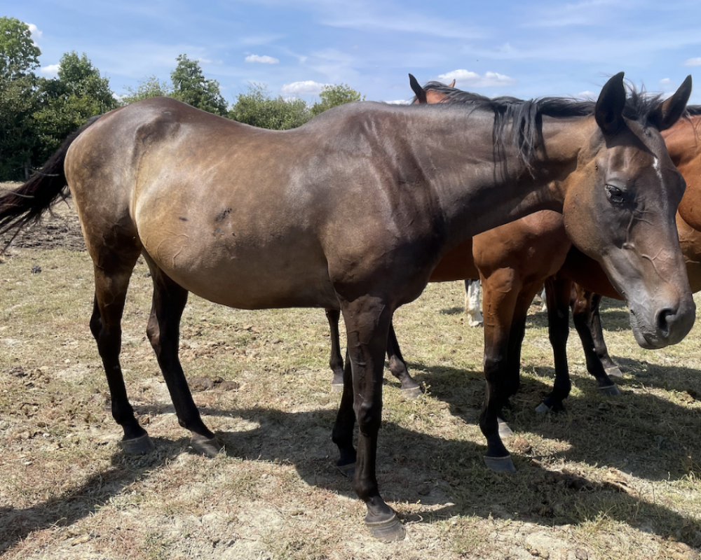 Popirone - Equidé Cheval à adopter