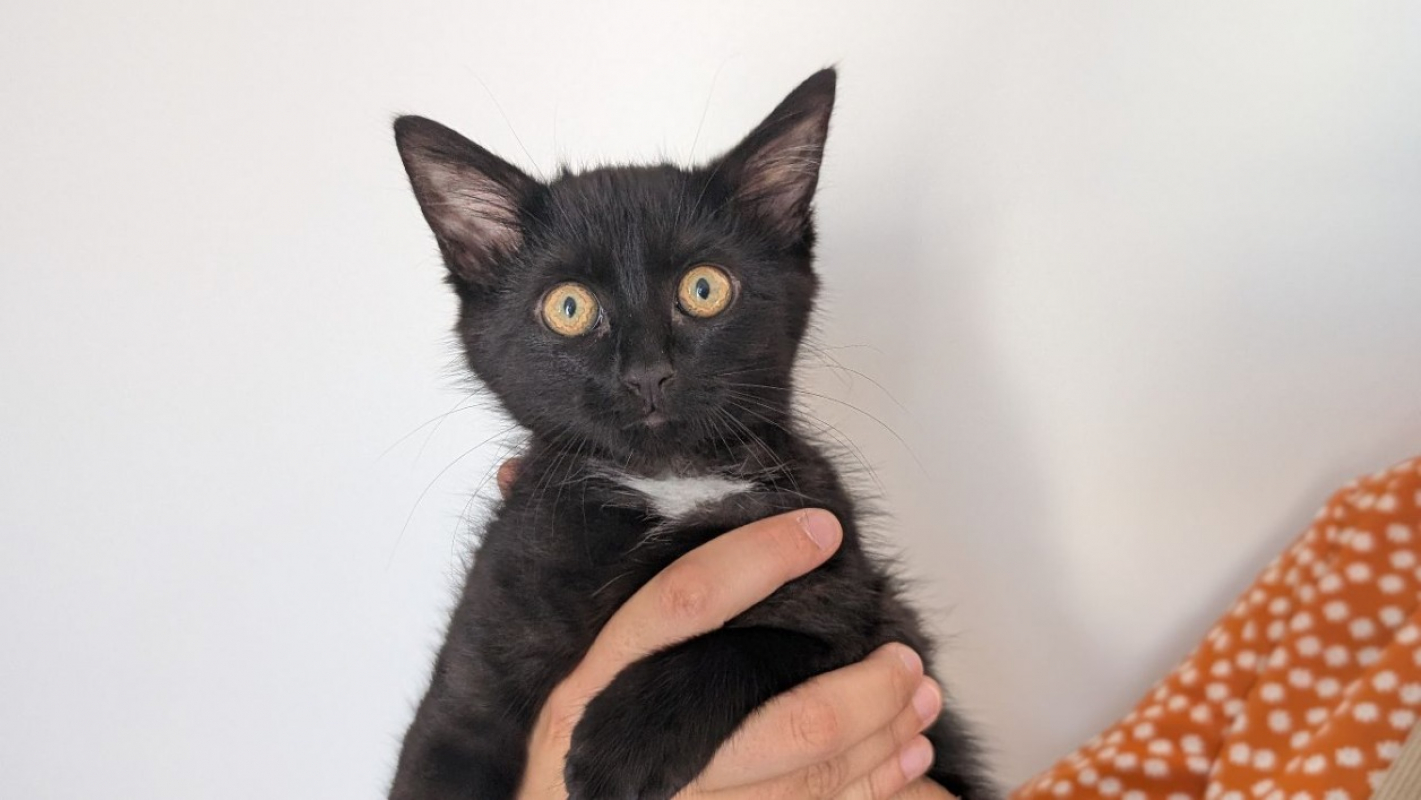 Honda - Chat Européen à adopter