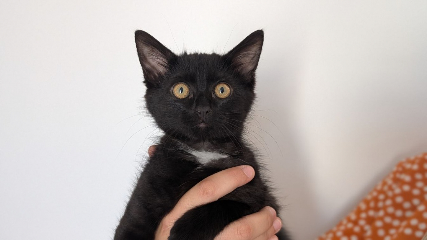 Honda - Chat Européen à adopter - photo 2