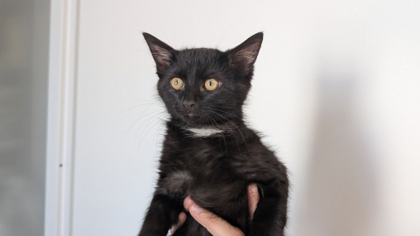 Honda - Chat Européen à adopter - photo 3