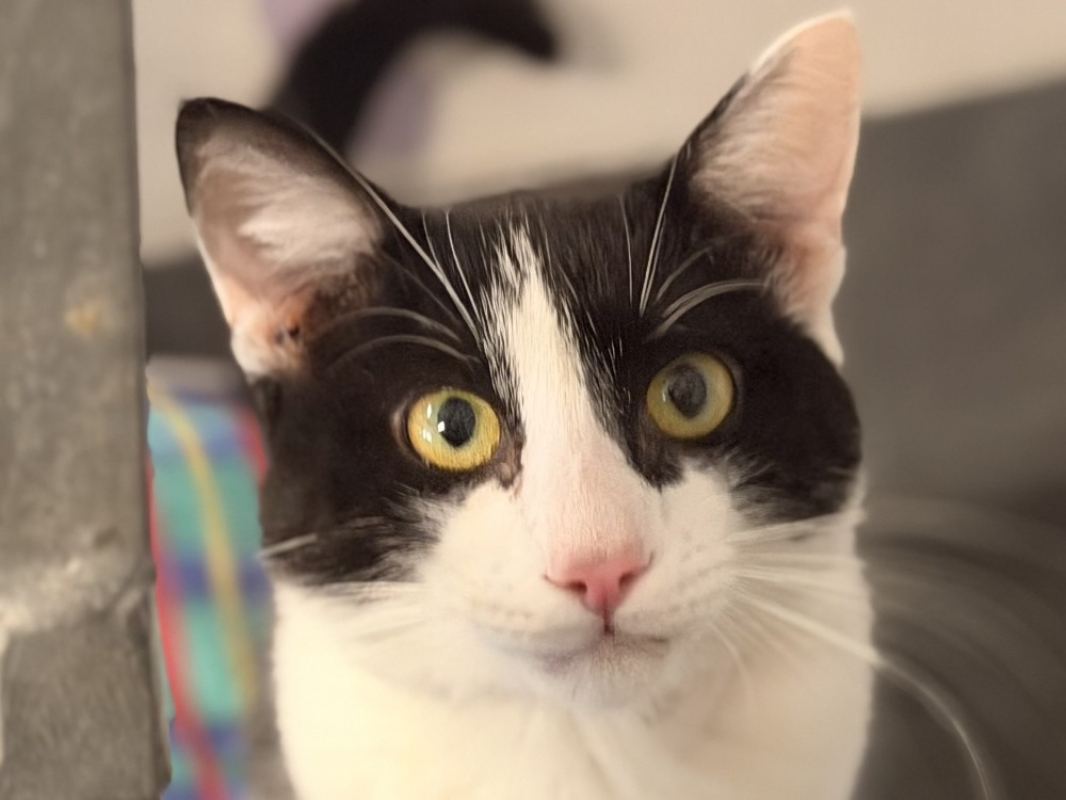Miaoujito - Chat Européen à adopter
