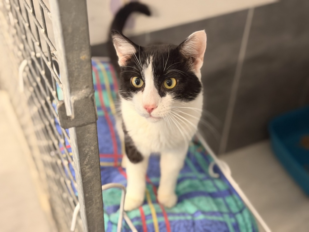 Miaoujito - Chat Européen à adopter - photo 2