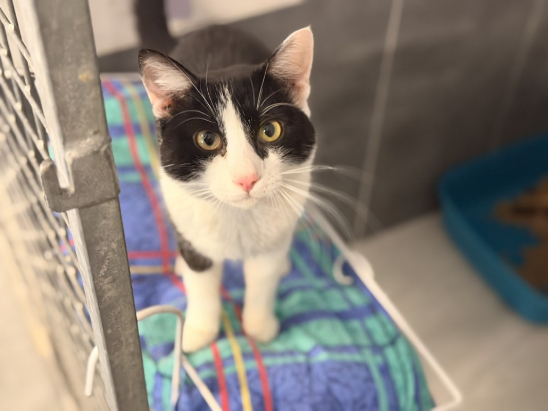 Miaoujito - Chat Européen à adopter - photo 3